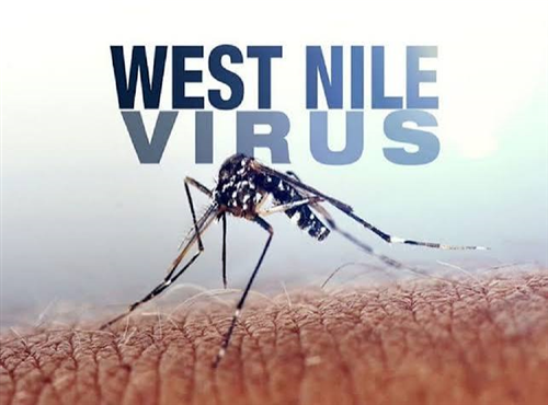 West Nile Virus: informazione e prevenzionene nostro comune