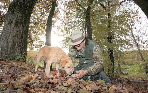 
Avviso per la presentazione delle domande di indennità per la conservazione del patrimonio tartufigeno regionale
